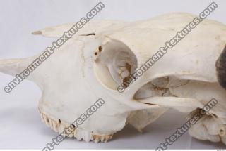 animal skull 0006